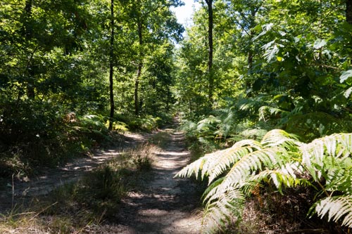 Forêt de Giroussens