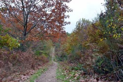 Toulouse - Forêt de Bouconne