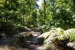 Forêt de Giroussens